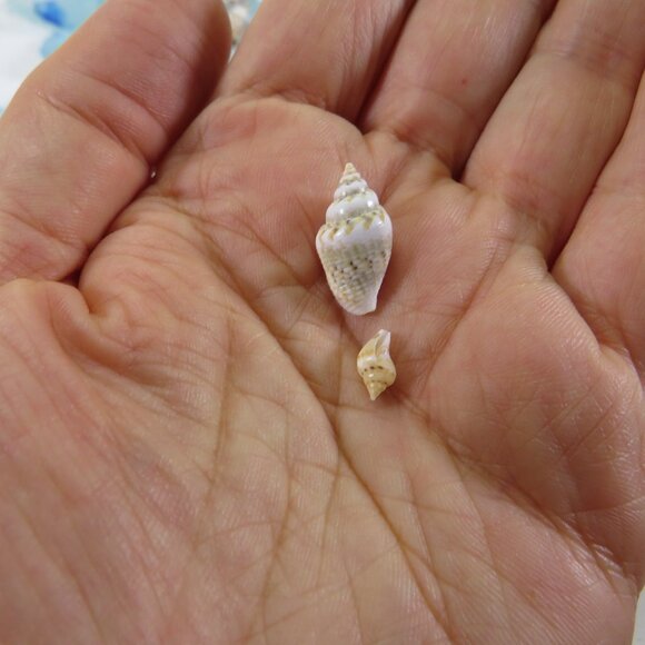 REAL sea shells & blue tumbled glass in NEW glass jar w seal & lid (+2 pounds) - Picture 10 of 16